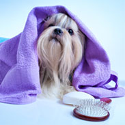 Small dog under a purple towel