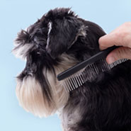 Dog being brushed