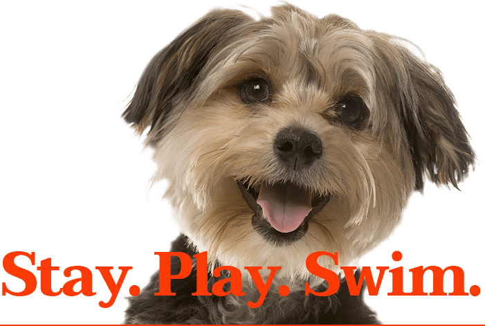 play and stay pet resort