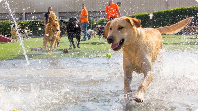 Dog playing in the water