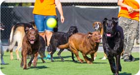 Dogs in play group