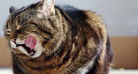 cat-boarding-nutrition Cat licking its lips