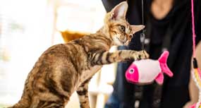 Cat playing with a fish toy