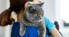 Cat being held by a veterinarian