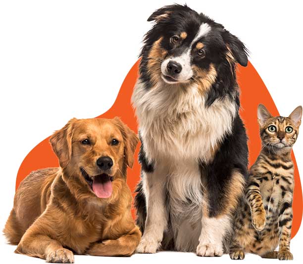 pet daycare dubai