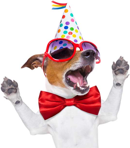 Dog throwing a party