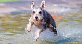 Dog running on the beach