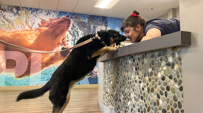 Dog greeting the front desk staff