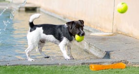 Puppy getting personal play time