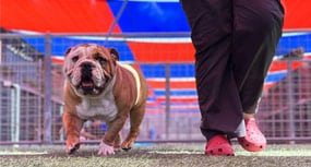 Dog getting a potty walk