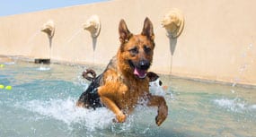 Dog jumping in the pool