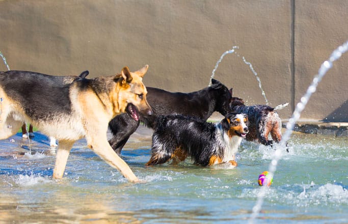 Dogs playing in the pool