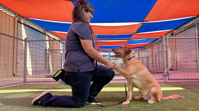 Training a dog to shake hands