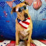 Fourth of July Dog