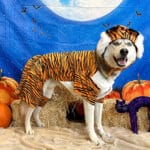 Halloween dog