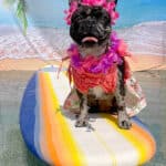 Hawaii dog