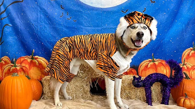 Dog in a Halloween costume