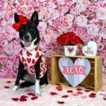 Valentine's Day dog