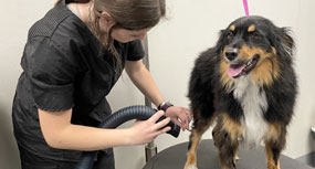 Dog being groomed