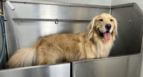 Dog getting a bath