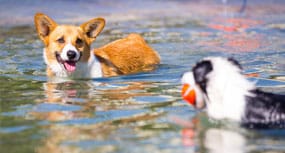Two dogs playing in the pool