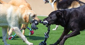 Dogs playing tug of war with a rope toy