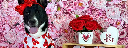 Dog dressed in Valentine's clothes