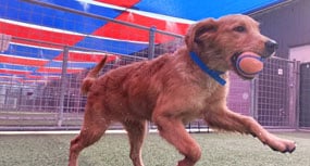 Puppy running with a tennis ball in its mouth