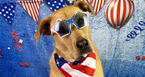 Dog in fourth of july costume