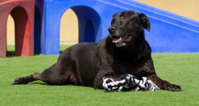 Dog laying in the grass with a toy