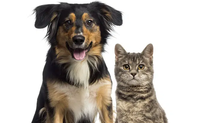 Dog and cat