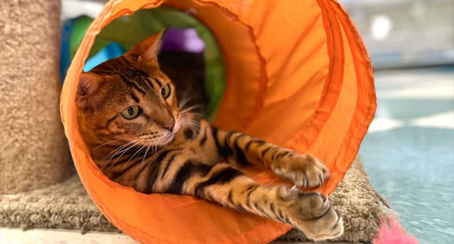 Cat in a tunnel