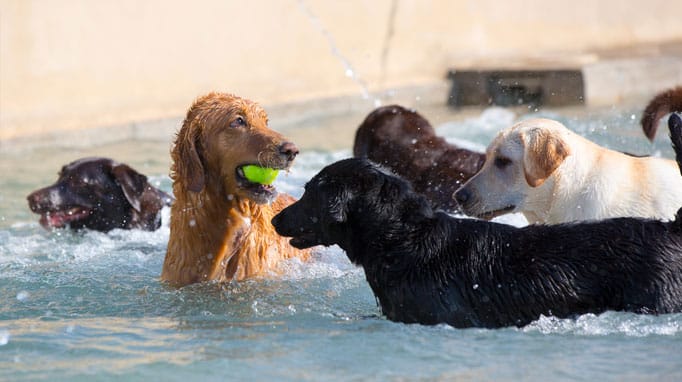 Group of dogs playing in the pool