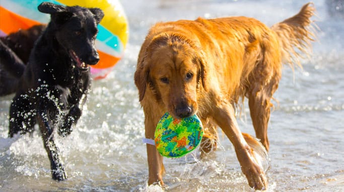 Two dogs playing in daycare