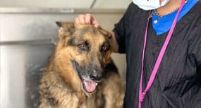 Dog getting a bath