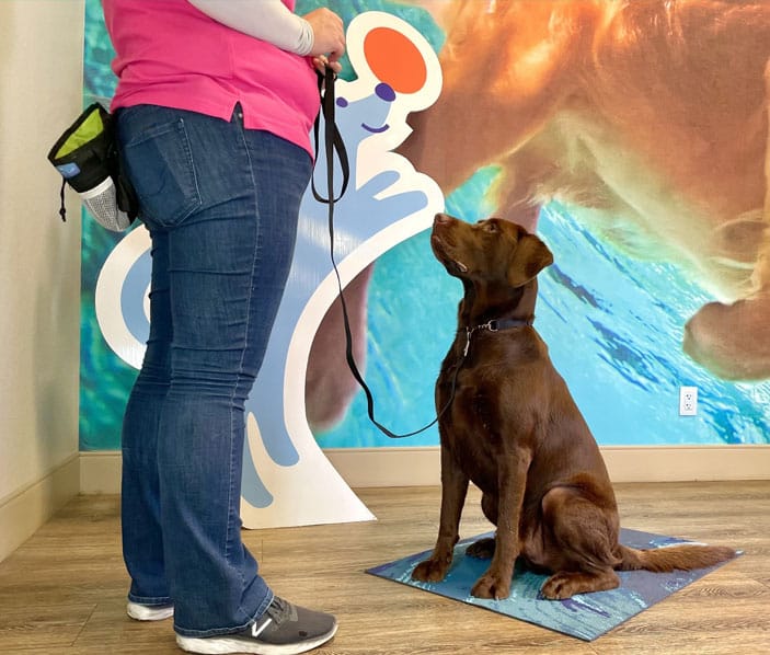 Professional Dog Training in Fresno and Madera, CA Elaine's Pet Resorts