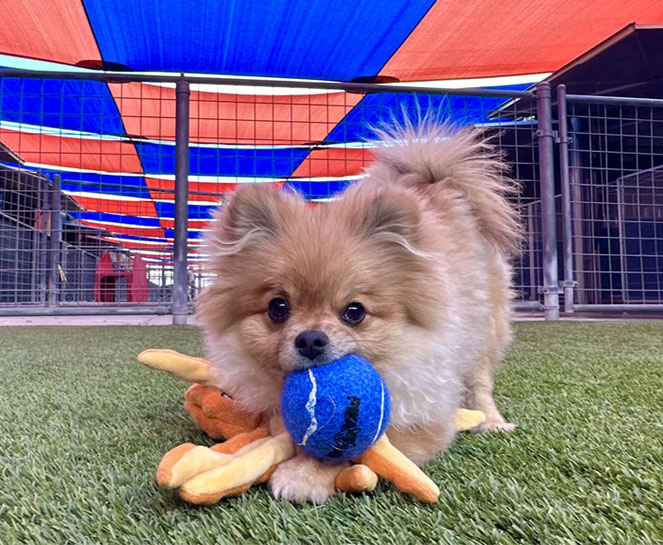 Puppy with toys