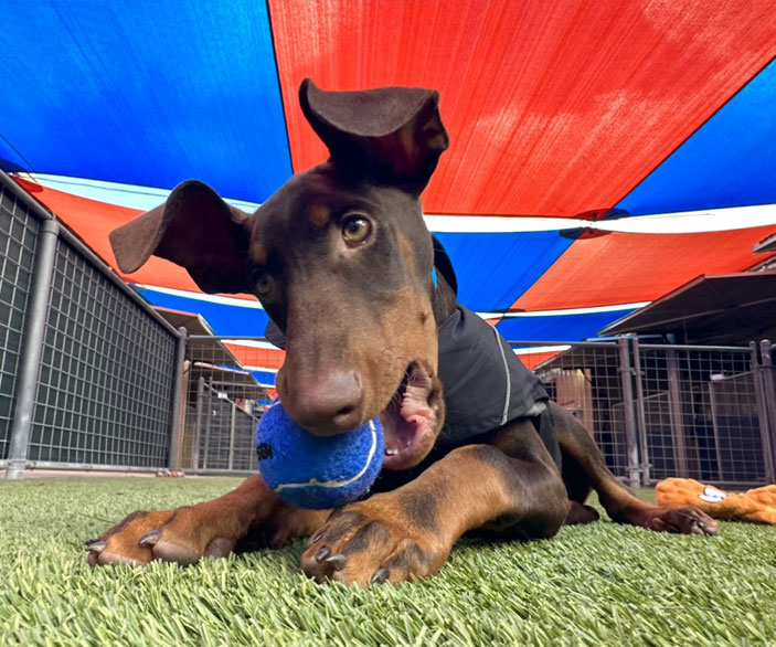 Puppy with a tennis ball