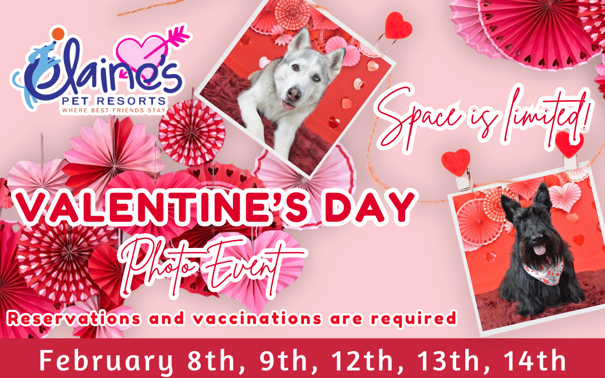 Valentine's Day Photo Event - Feb 12th, 13th, & 14th