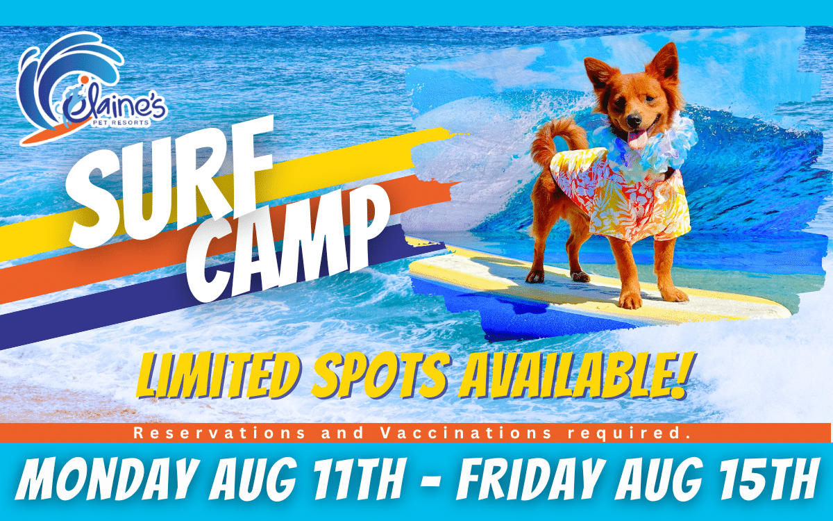 Surf Camp Photo Shoot