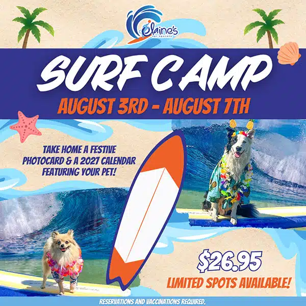 Cowabunga! Surf Camp is back at Elaine's!